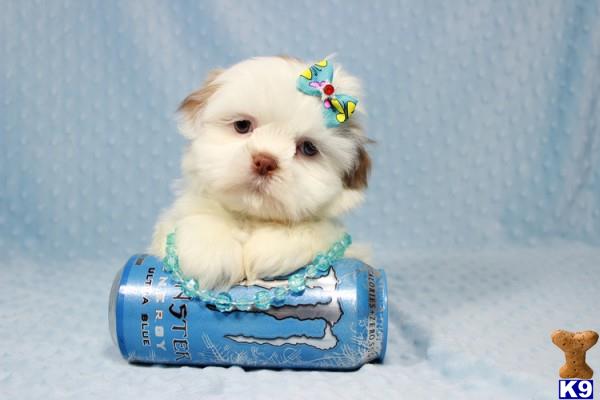 lvpuppyheaven Picture 2